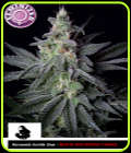 Kera California - Gorilla - Kera Seeds