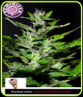Kera California - Gelato - Kera Seeds