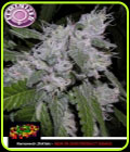 Kera California - Zkittels - Kera Seeds