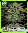Kera Classic Auto - Crazy Bud Auto - Kera Seeds