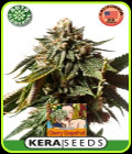 SALE - Kera Classic Auto - Cherry Grapefruit Auto - Kera Seeds - Kera Seeds