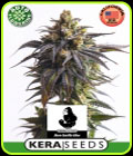 Kera Classic Auto - Gorilla Auto - Kera Seeds