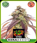 Kera Classic Auto - Zkittles Auto - Kera Seeds