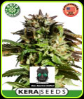 Kera Classic Auto - American Stafford Auto - Kera Seeds