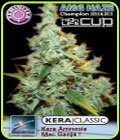 Kera Classic - Amnesia Mac Ganja! - Kera Seeds