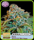 Kera Classic - Greengo Bio Haze - Kera Seeds