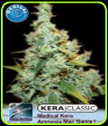 Kera Classic - Medical Amnesia Mac Ganja! - Kera Seeds