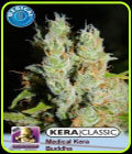 Kera Classic - Medical Buddha - Kera Seeds