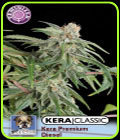 Kera Classic - Premium Diesel - Kera Seeds