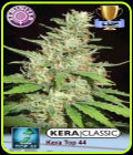 Kera Classic - Top 44 - Kera Seeds