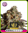 Kera Exclusive - Empire Of The Sun - Kera Seeds