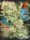Kerosene Cookies - ElevenThirty Genetics