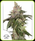 Kerosene Krash - Dutch Passion Seeds
