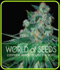 Ketama - World of Seeds