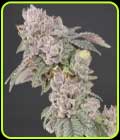 Key Banana Pie - Old School Genetics