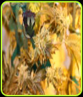 Key Lime Pie - Purple Caper Seeds