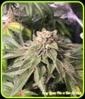 Key Lime Pie x Do-Si-Dos - Philosopher Seeds