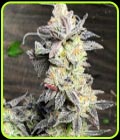 Key Lime Sauce - Dank Genetics