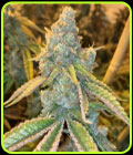 Kez - Spitfire Genetics
