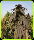 Khash - Afghan Selection