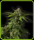 Khufu - Devil's Harvest Seeds