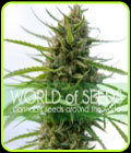 Kilimanjaro - World of Seeds