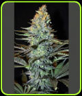 KillerSkunk - UGORG Seeds