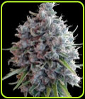 Killer A5 Haze - Ace Seed bank