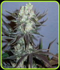 SALE - Killer Glue - Little Chief Collabs - Little Chief Collabs