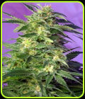 Killer Kush Auto - Sweet Seeds