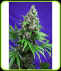 Killer Kush Fast Version - Sweet Seeds