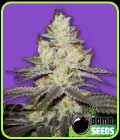 Killer Purps - Bomb Seeds