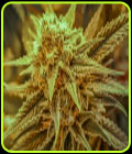 Killer Queen - Brothers Grimm Seeds