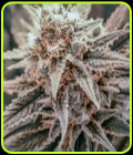 Killer Queen XX - Brothers Grimm Seeds