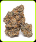 King Louis Garcia - Growers Choice