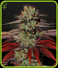 King’s Kush Auto - Green House Seeds
