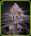 King's Juice - Green House Seeds