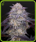 King's Juice Auto - Green House Seeds