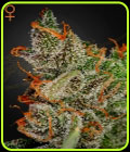 King's Kush - Green House Seeds