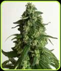 Kings Fudge - Pot Valley Seeds