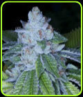 KirkWood OG - Archive Seeds