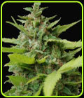Kiss Dragon - Samsara Seeds