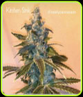 Kitchen Sink - Cannarado Genetics