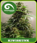 Kiwi Skunk - Kiwi Seeds