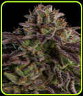 KmintZ - Ripper Seeds