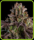 Kmintz Auto - Ripper Seeds