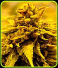 Kopasetic Kush - Delta 9 Labs Seeds