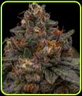 Korenji - Ripper Seeds