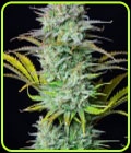 Kosher Cake Auto - FastBuds