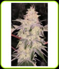 Kosher Candy - DankHunters Seed Co
